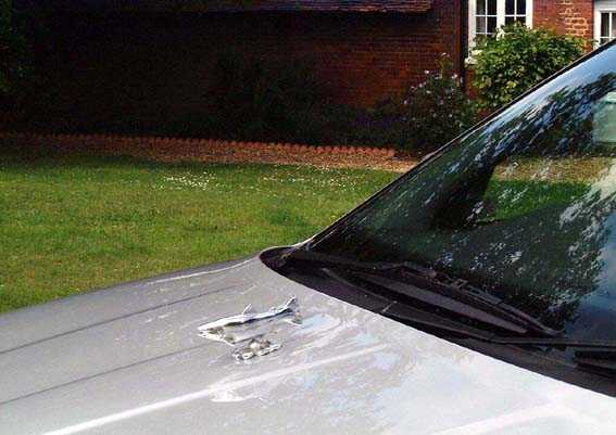 Trout, swimming, small Car Bonnet Mascot Hood Ornament