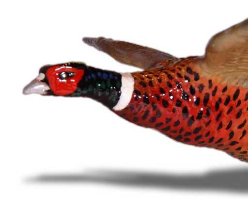 Pheasant, flying, large Car Bonnet Mascot Hood Ornament
