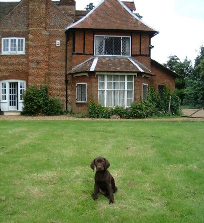 Pointer. German Short-Haired Car Bonnet Mascot Hood Ornament